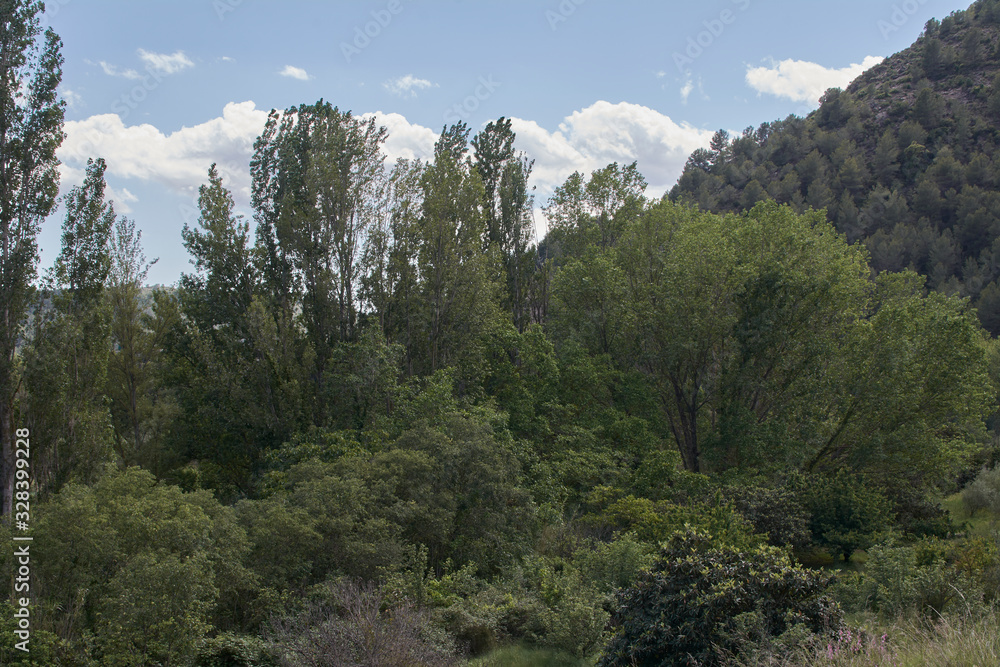 Bright and hot spring day in the bush. Bright and hot spring day in the bush.