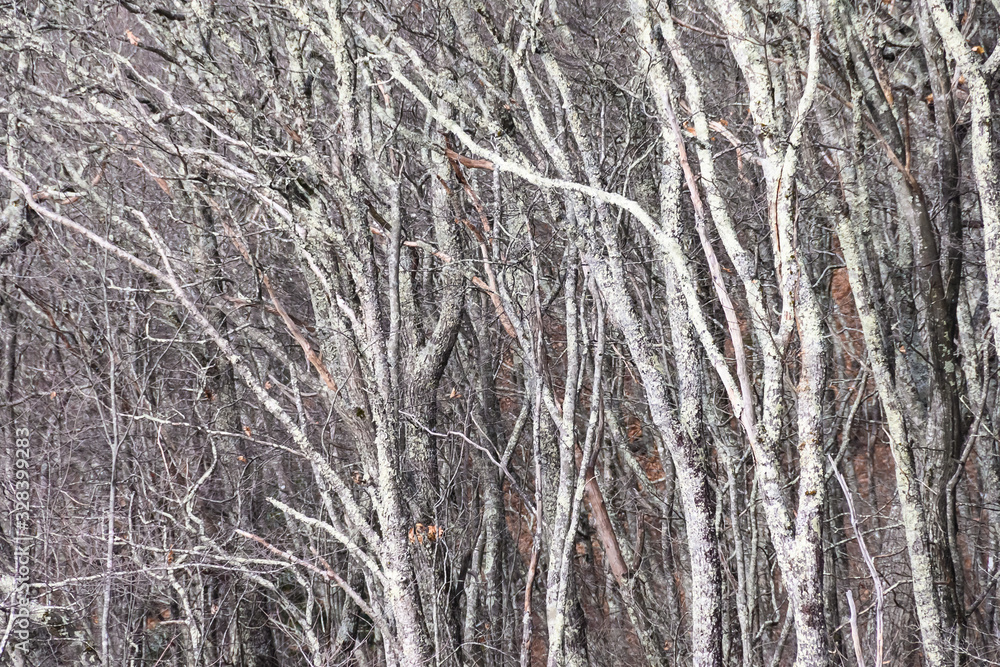 Lichen Covered Forest as If Existing in a Fantasy World Lichen Covered Forest as If Existing in a Fantasy World