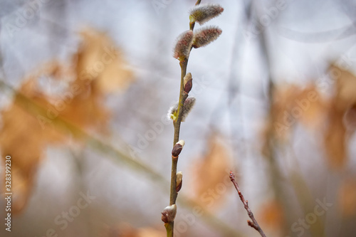 Flowering branch of pussy willow in the spring forest, selective focus, blurred background