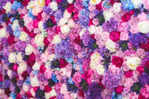 Beautiful wall made of red violet purple flowers, roses, tulips, press-wall, background, valentines day background