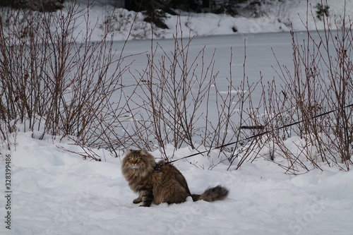 Canvas Print Beautiful cat walks in the snow on a winter day at Gold Creek Pond