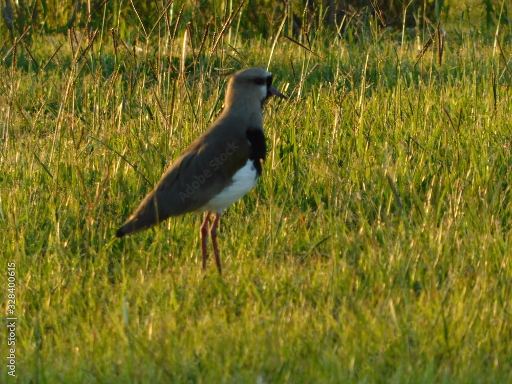 Obraz premium Teru teru