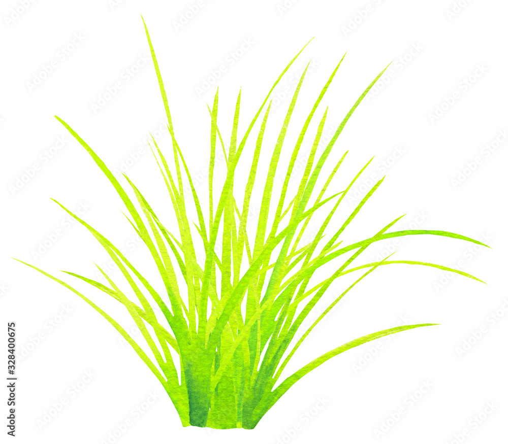 Watercolor bright green yellow grass isolated on white. Hand drawn illustration. Aquarelle textured floral clipart. Spring, summer fresh greenery collection. Botanical forest garden design element Watercolor bright green yellow grass isolated on white. Hand drawn illustration. Aquarelle textured floral clipart. Spring, summer fresh greenery collection. Botanical forest garden design element