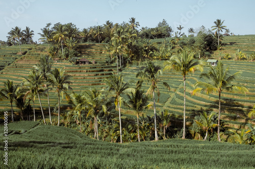 Wallpaper Mural rice terraces in bali Torontodigital.ca