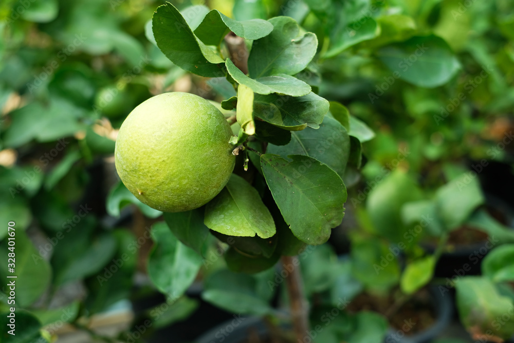 Lemon tree with its fruits 1