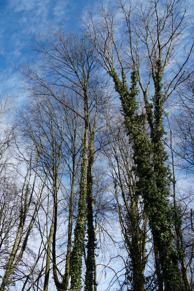 Obraz premium a group of tall trees trunks covered vy ivy. Their crowns consist solely of nude branches. The sky on the background slightly is covered by cirrus clouds