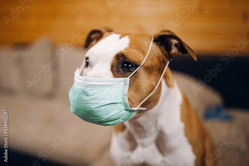 Amstaff dog puts a protective mask on his face © Moose