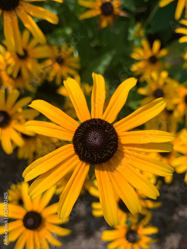 Brown-eyed Susan