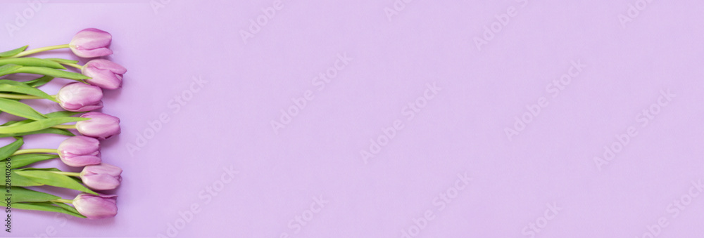 Banner with purple tulips on the purple background with copyspace