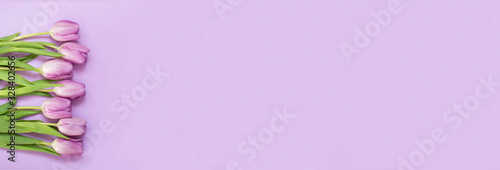 Fototapeta Naklejka Na Ścianę i Meble -  Banner with purple tulips on the purple background with copyspace