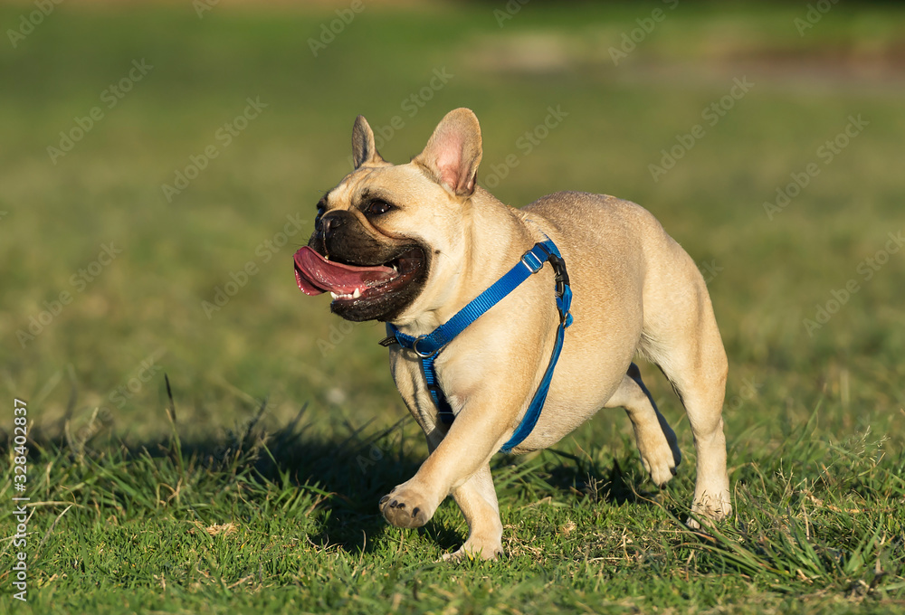 Pug running on the field