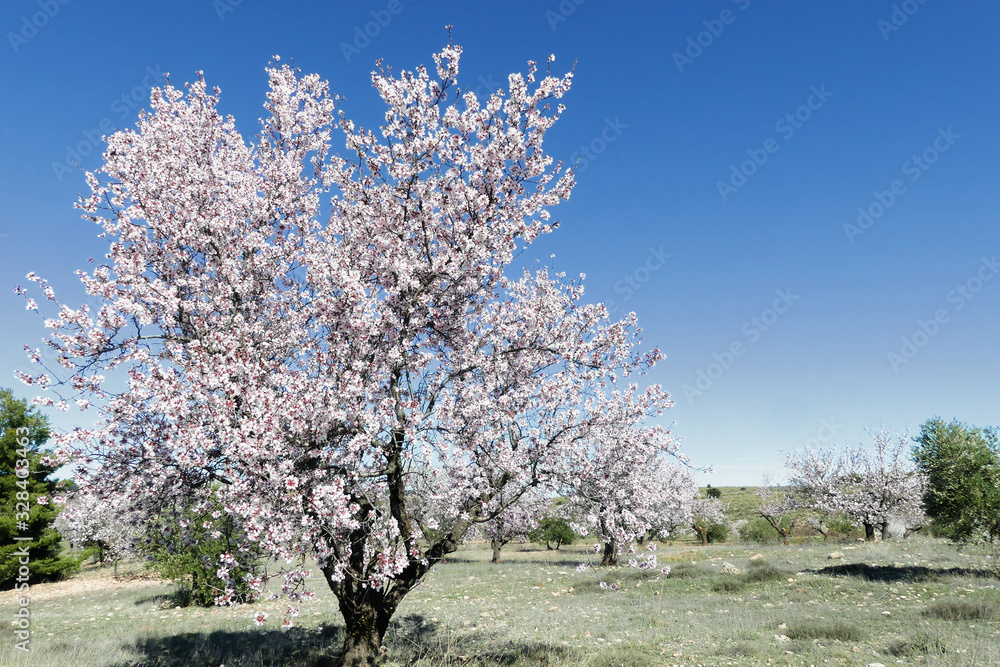 Blossoming almond tree (Prunus dulcis), one of the first trees to bloom, full of its bright white flowers. Blossoming almond tree (Prunus dulcis), one of the first trees to bloom, full of its bright white flowers.