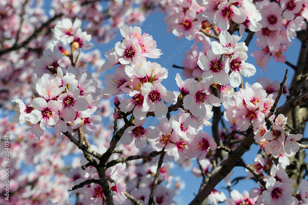 Blossoming almond tree (Prunus dulcis), one of the first trees to bloom, full of its bright white flowers. Blossoming almond tree (Prunus dulcis), one of the first trees to bloom, full of its bright white flowers.