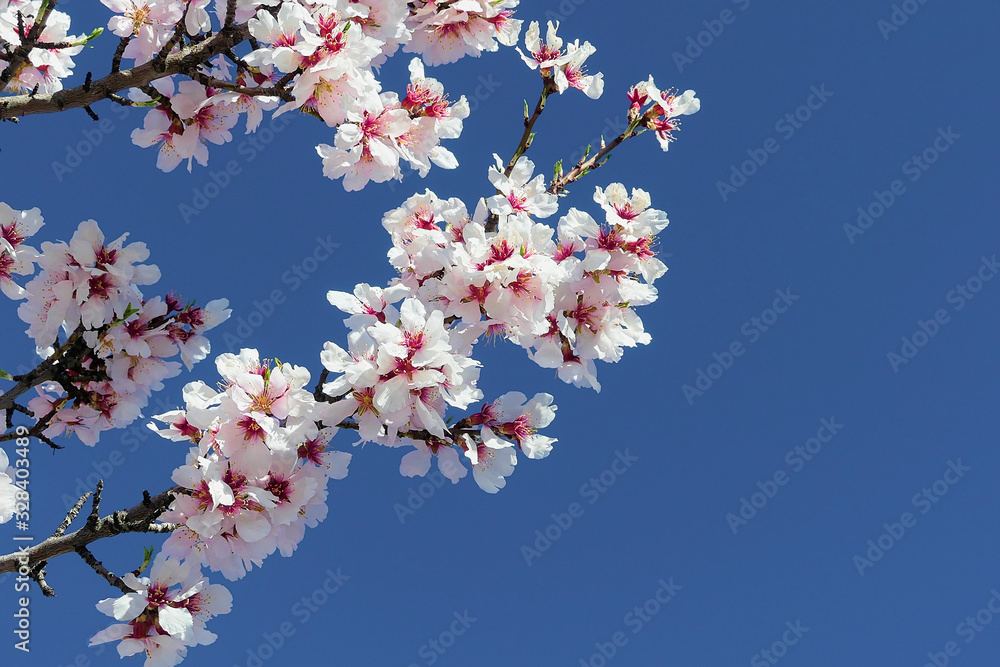 Blossoming almond tree (Prunus dulcis), one of the first trees to bloom, full of its bright white flowers. Blossoming almond tree (Prunus dulcis), one of the first trees to bloom, full of its bright white flowers.