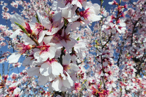 Foto Blossoming almond tree (Prunus dulcis), one of the first trees to bloom, full of its bright white flowers