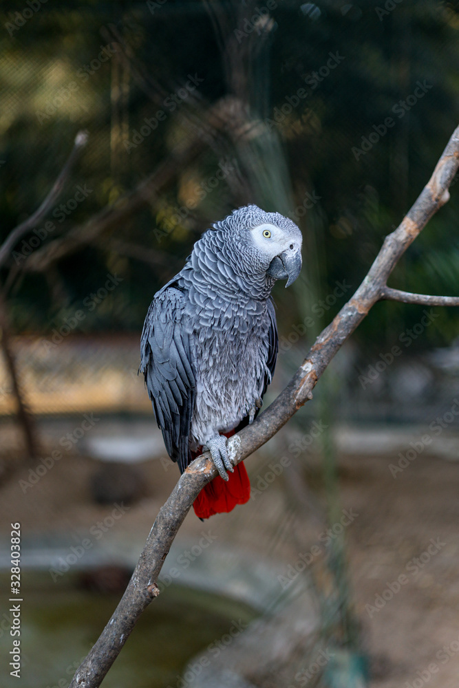 Obraz premium Closeup portrait of African grey parrot ( Psittacus Erithacus ) or jako. Travel to Lisbon, Portugal