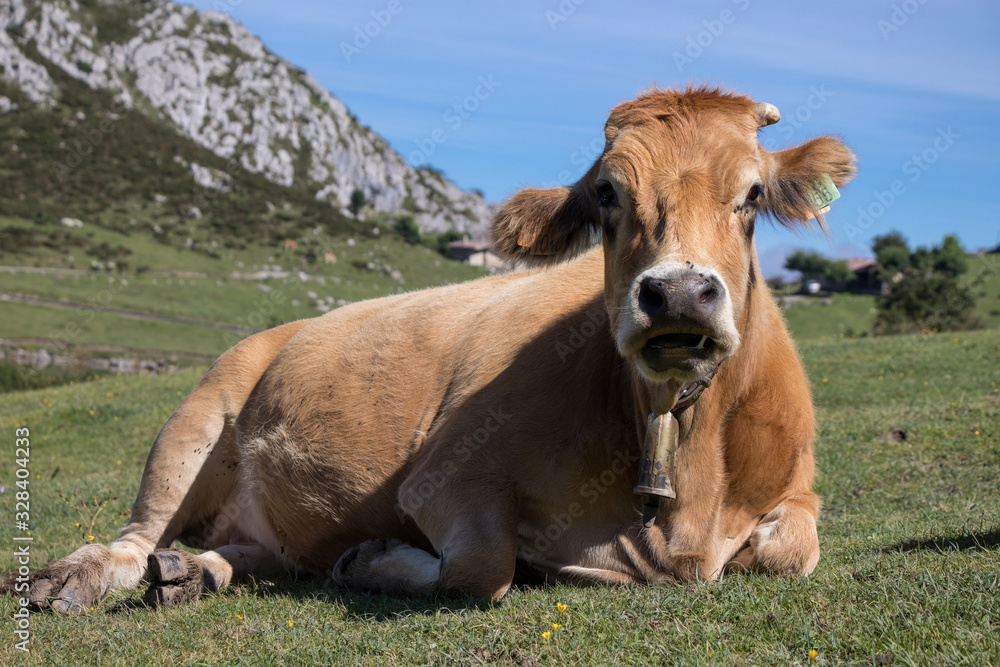 Vaca en Lagos de Covadonga