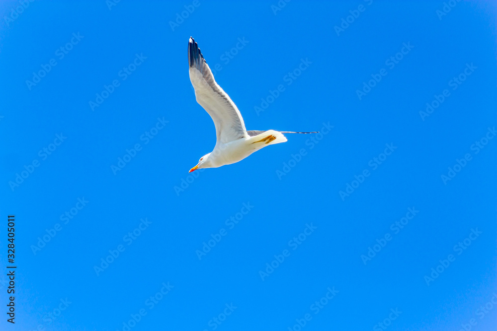 Gulls or seagulls are seabirds of the family Laridae in the suborder Lari. They are typically medium to large birds, usually grey or white, often with black markings on the head or wings. Gulls or seagulls are seabirds of the family Laridae in the suborder Lari. They are typically medium to large birds, usually grey or white, often with black markings on the head or wings.