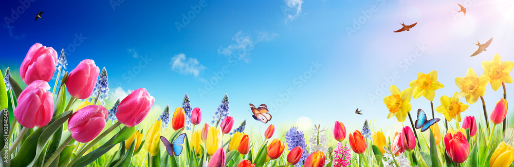 Fototapeta premium Tulips And Daffodils In Sunny Field - Spring flowers
