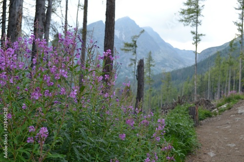 Różowe kwiaty  na tatrzańskim szlaku, wierzbówka kiprzyca, Tatry Wysokie, Słowacja photo