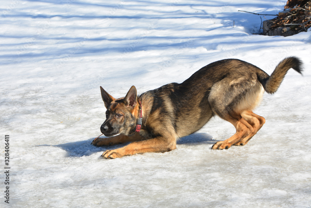 Germans Shepherd about to pounce