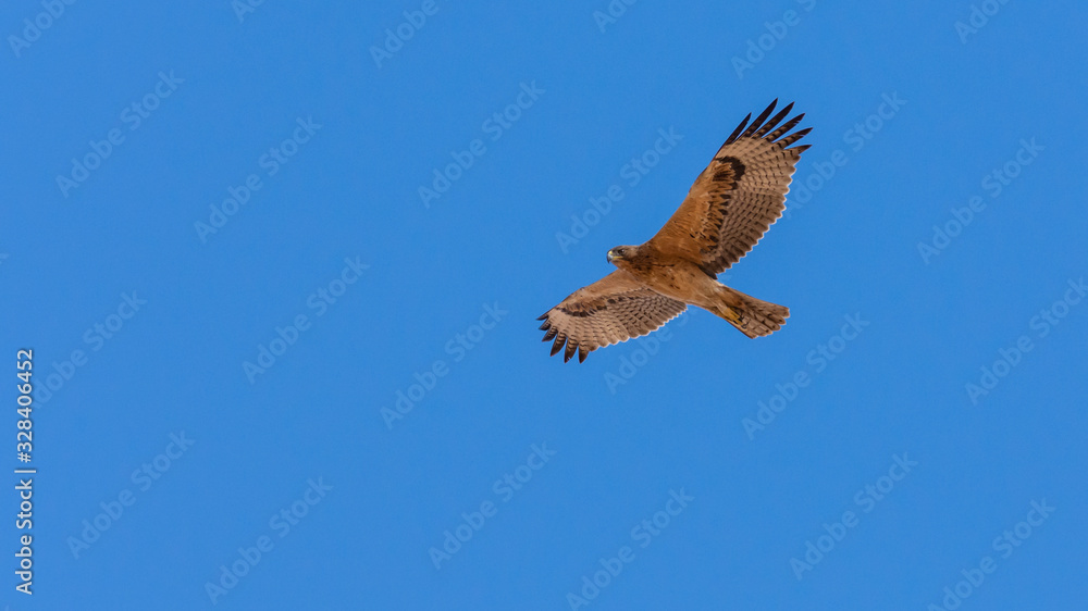 Obraz premium Bonelli's eagle