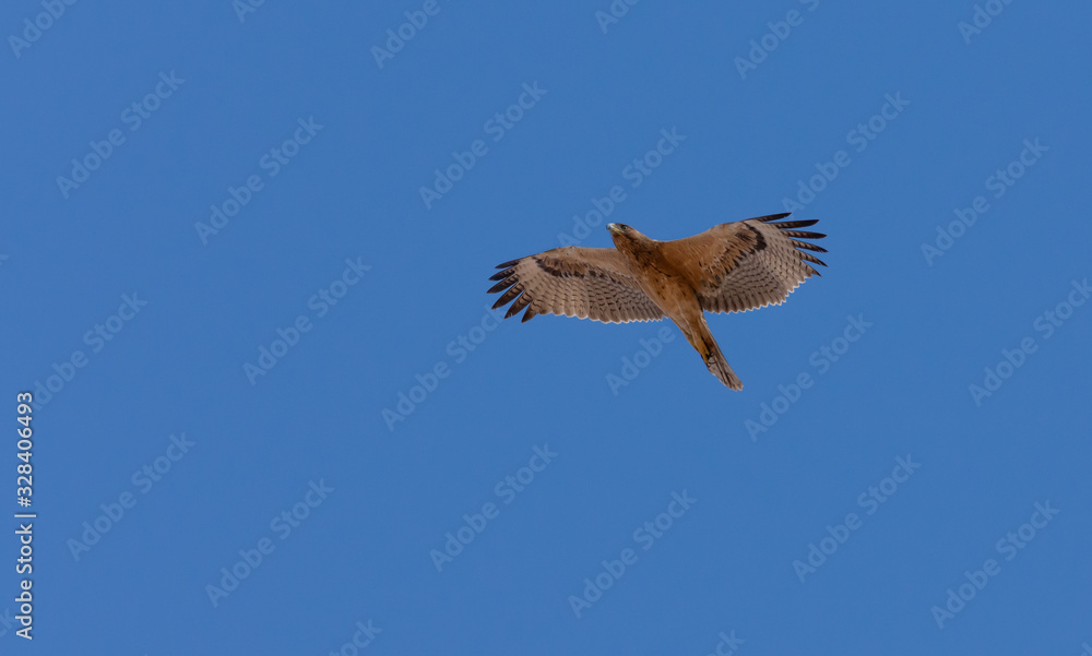 Obraz premium Bonelli's eagle