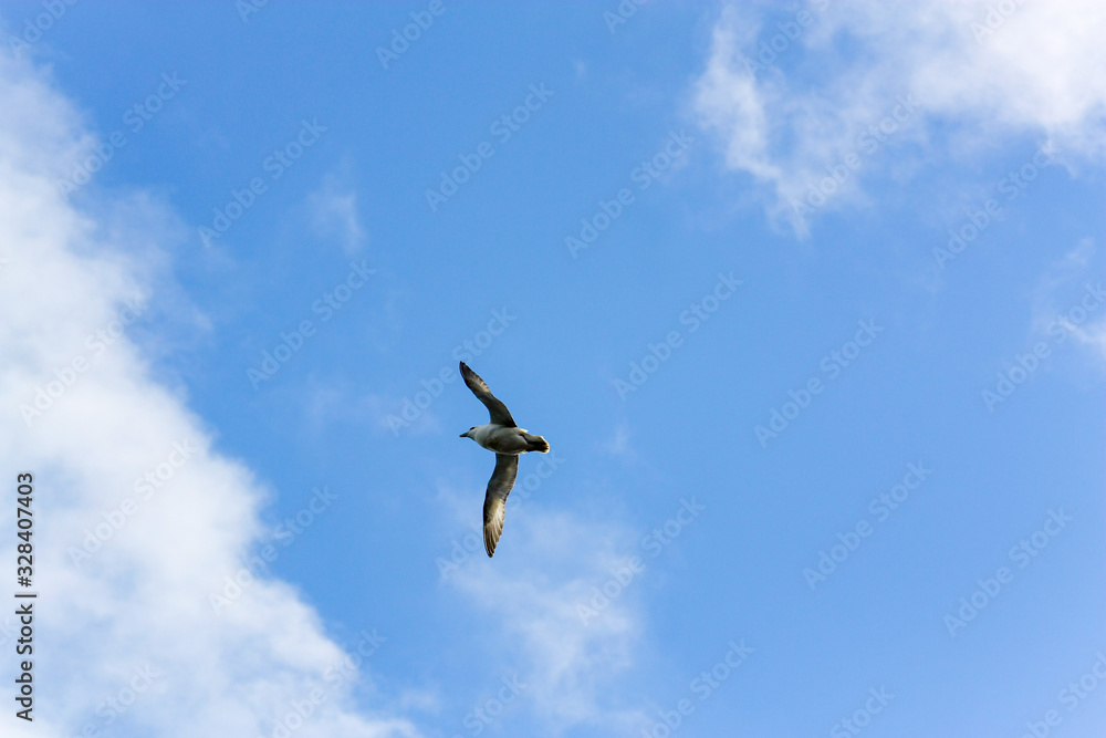 Gulls or seagulls are seabirds of the family Laridae in the suborder Lari. They are typically medium to large birds, usually grey or white, often with black markings on the head or wings. Gulls or seagulls are seabirds of the family Laridae in the suborder Lari. They are typically medium to large birds, usually grey or white, often with black markings on the head or wings.