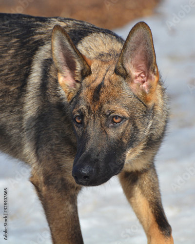 German Shepherd dog © Carol Hamilton