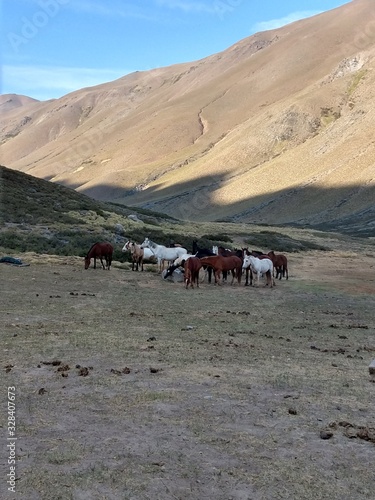 Caballos en sierra