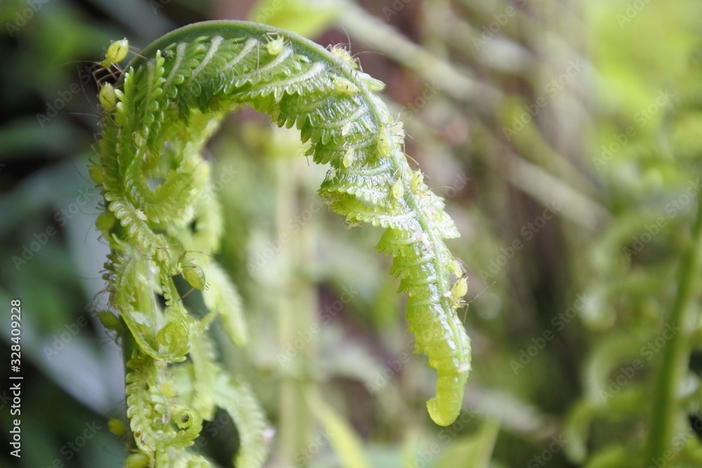 Fototapeta premium シダにびっしりとアブラムシ横サイズ
