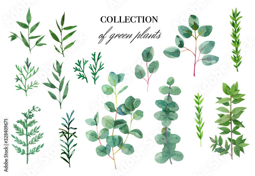 Collection of green plants. Watercolor isolated illustration1