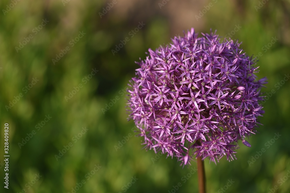 Flowering Onion Allium Globemaster - Zierlauch Flowering Onion Allium Globemaster - Zierlauch