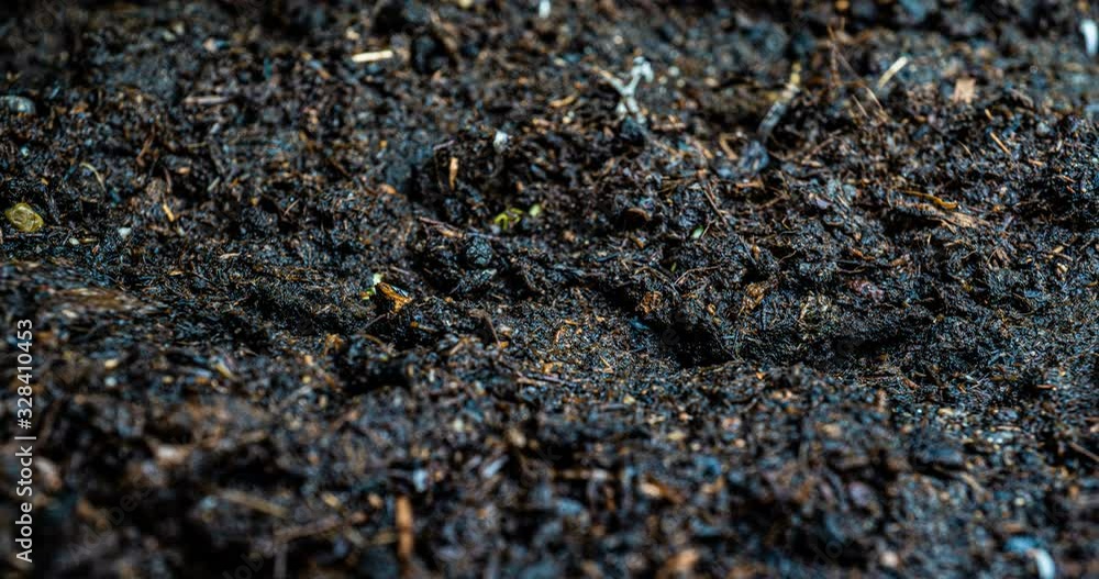 radish sprouting, macro shot, time lapse radish sprouting, macro shot, time lapse