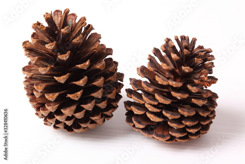 Flowers of pine on white background