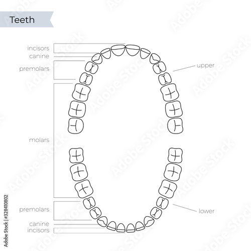 Vector isolated illustration of tooth 