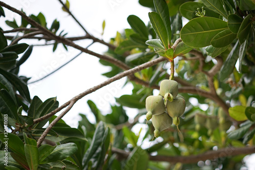 Barringtonia asiatica -sea poison tree. is a species of Barringtonia native to mangrove habitats