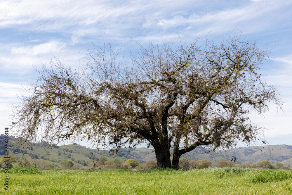 Lone Oak Tree in Colorful Background. Coyote Valley Open Space Preserve, Santa Clara County, California, USA. Lone Oak Tree in Colorful Background. Coyote Valley Open Space Preserve, Santa Clara County, California, USA.