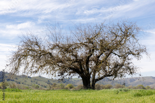 Lone Oak Tree in Colorful Background. Coyote Valley Open Space Preserve  Santa Clara County  California  USA.