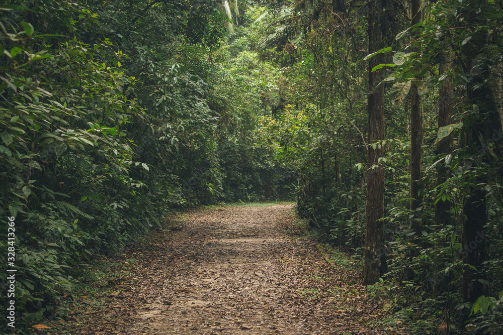Fototapeta premium Empty path through the woods
