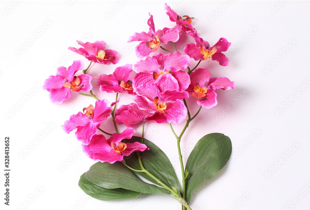 Beautiful purple orchid on a white background Beautiful purple orchid on a white background