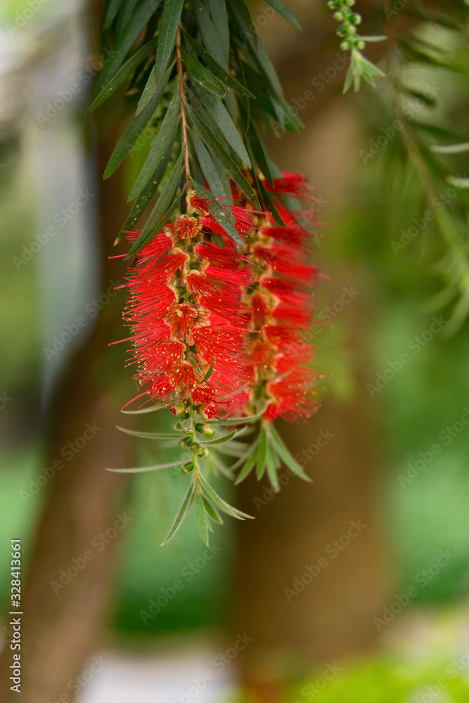 beautiful bottlebush flower in Spring beautiful bottlebush flower in Spring