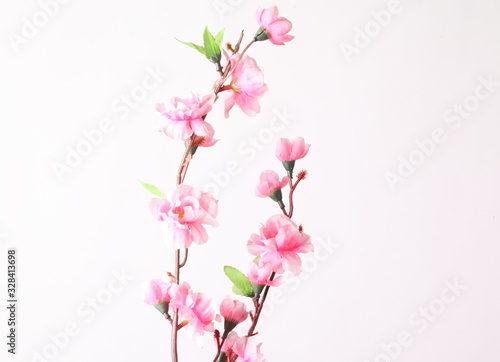 Fototapeta Naklejka Na Ścianę i Meble -  Pink cherry blossom (sakura flowers), isolated on white
