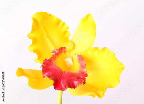 Fototapeta Naklejka Na Ścianę i Meble -  Yellow orchid cattleya on white background