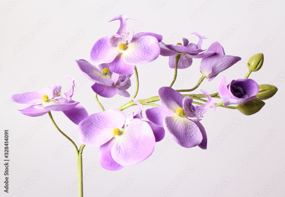Obraz premium Purple orchid. Isolated with a white background