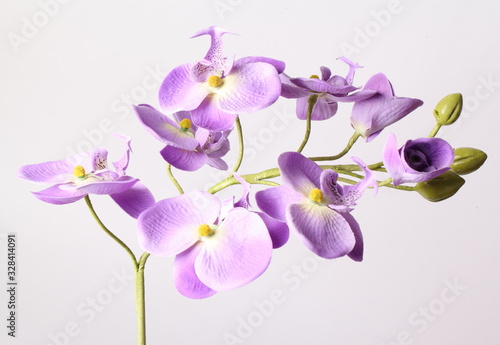 Purple orchid. Isolated with a white background