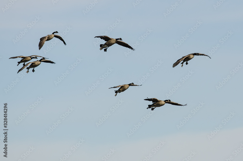 Flock of Canada Geese Coming in for a Landing