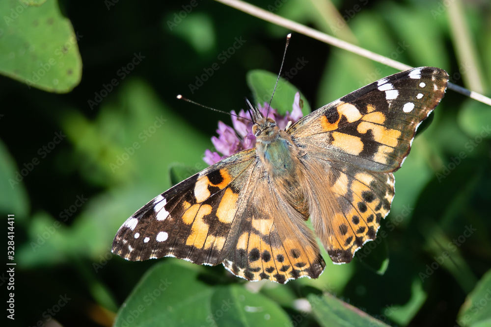 Painted Lady Butterfly Sipping Nectar from the Accommodating Flower Painted Lady Butterfly Sipping Nectar from the Accommodating Flower