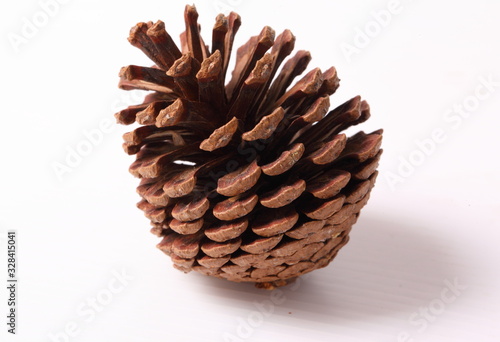 Flowers of pine on white background