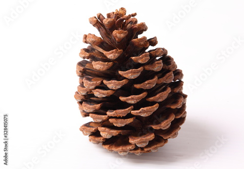 Flowers of pine on white background